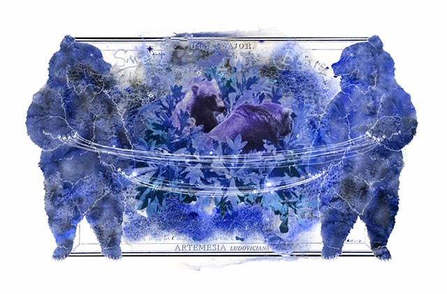 Bears and Artemesia ludoviciana 