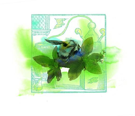 Rusty-patched Bumble Bee and Devil's Grandmother