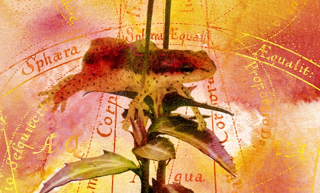 Striped Pipsissewa and Red-spotted Newt (detail)