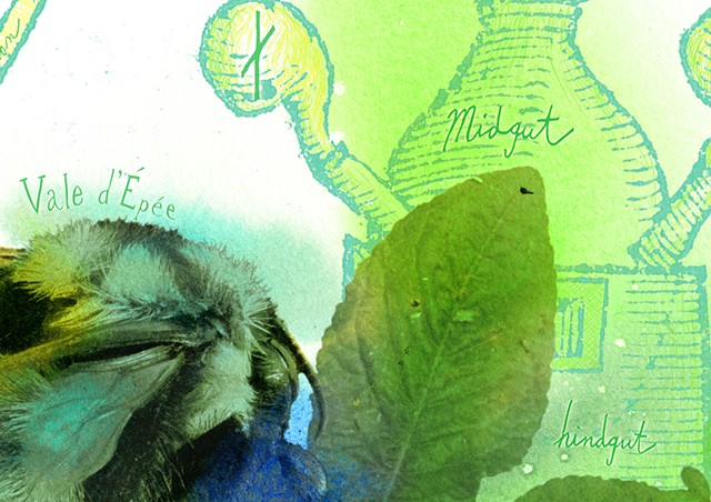 Rusty-patched Bumble Bee and Devil's Grandmother (detail)