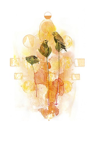 Red-shouldered Hawks and Umbrella Magnolia