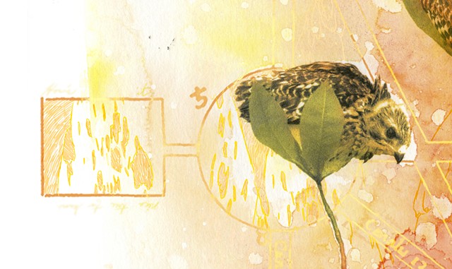 Red-shouldered Hawks and Umbrella Magnolia (detail)