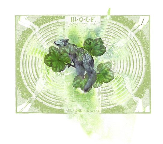 Wolf and Round-lobed Hepatica