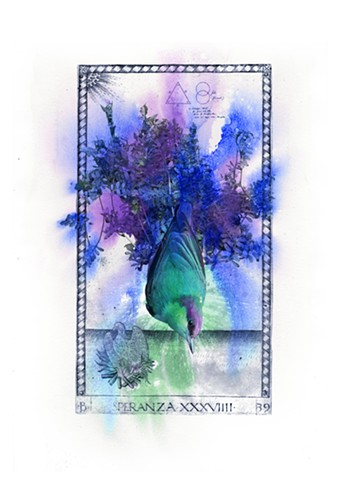 Brown-headed Nuthatch and Common Vetch